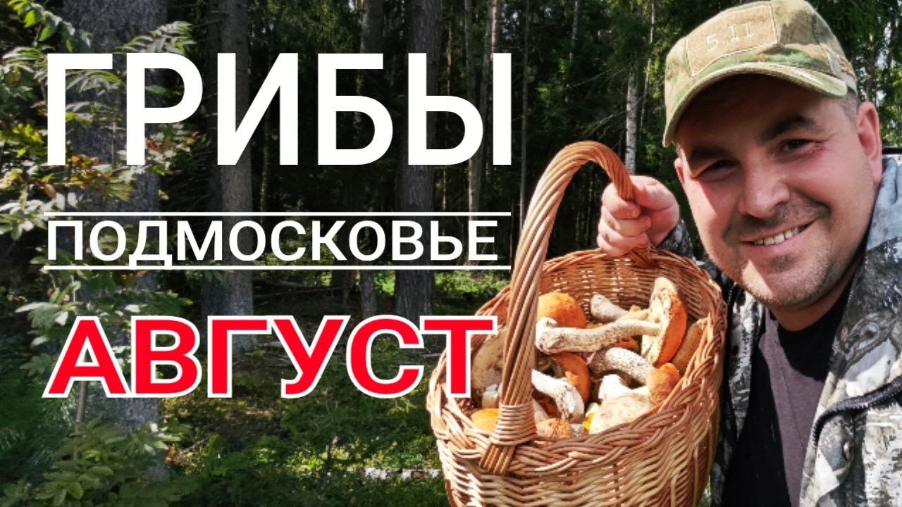 Грибы в середине августа. Трудовая тихая охота в лесах Подмосковья 2024