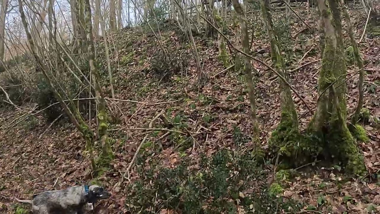 Bécasse blessée shadow de las triemes Rhapsody du Touchaud janvier 2026