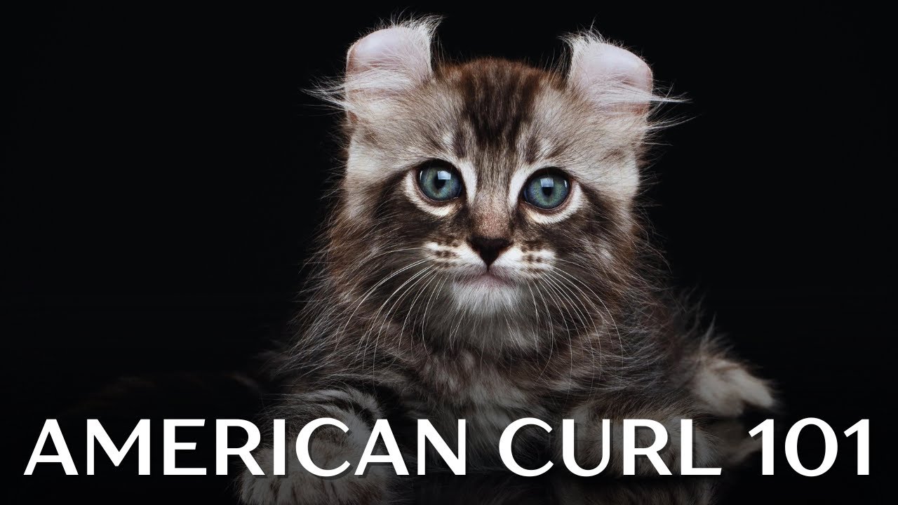 American Curl Cat 101 - Everything You Need to Know