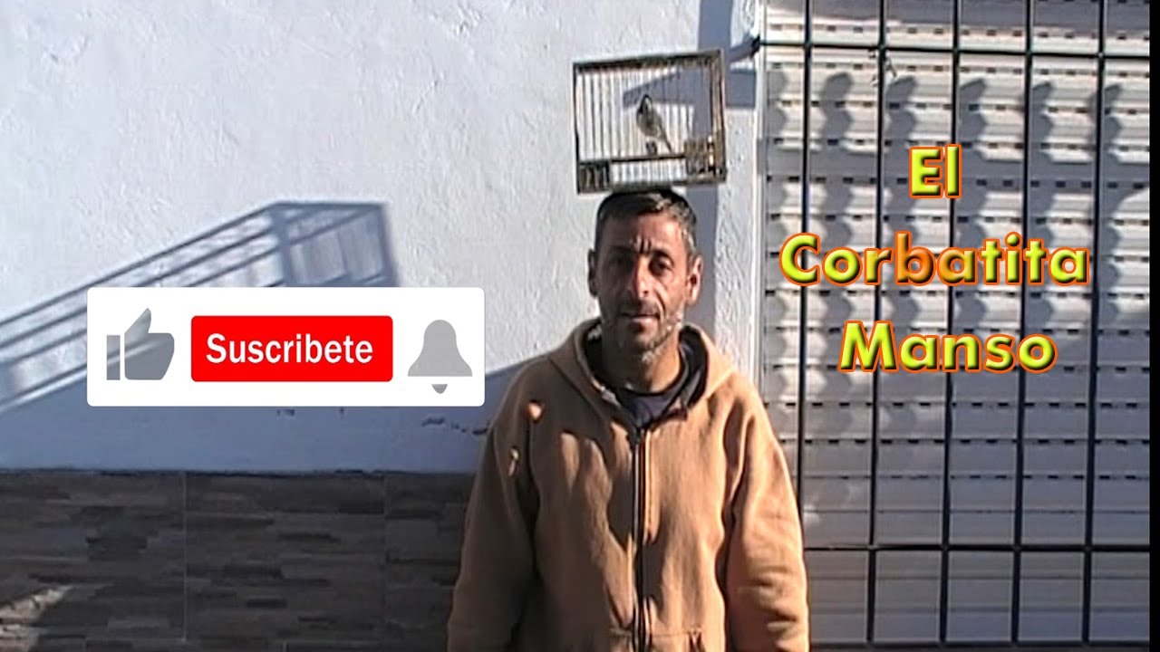 El Corbatita Manso