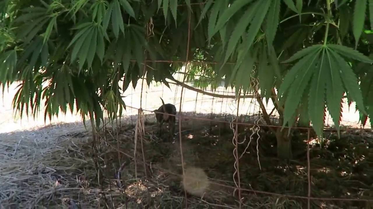 Grow Marijuana: Trellis for Huge Cannabis Plants