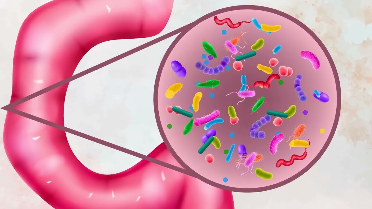 RRH: This gut microbe might protect against diabetes and reduce insulin resistance