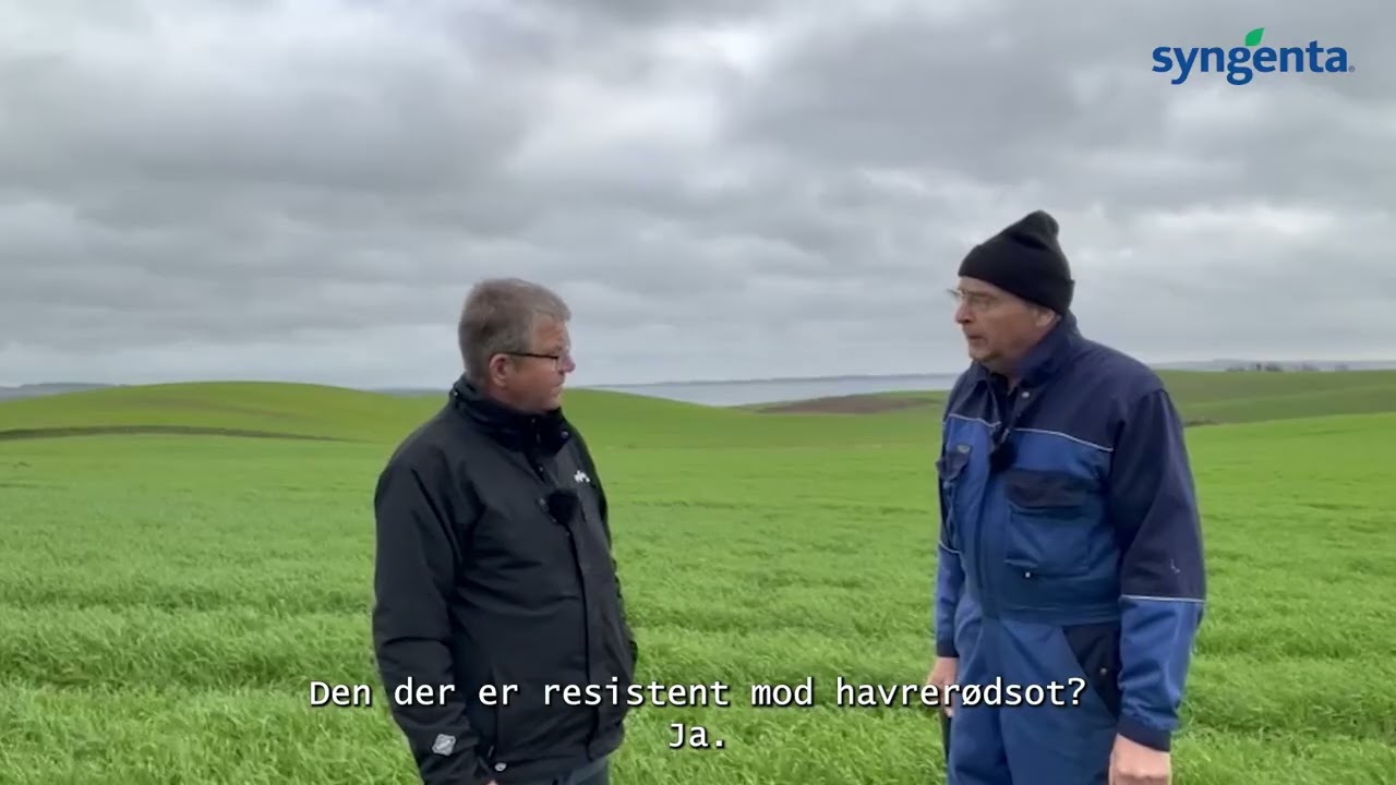 Hybrid vinterbyg er billigere end hvede!