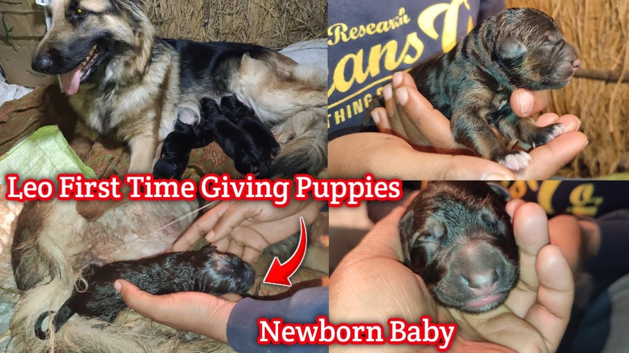 German Shepherd Dog First Time Giving Birth Newborn Puppies 🐶 || Leo Ke Hu ye Newborn Puppies 😍❤
