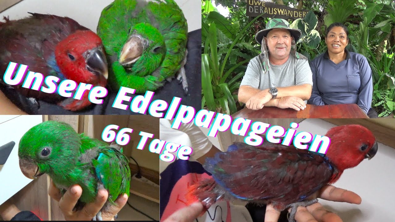 Thailand Ausgewandert. Edelpapageien(Eclectus roratus) Handaufzucht 66 Tage alt. Terror im Käfig