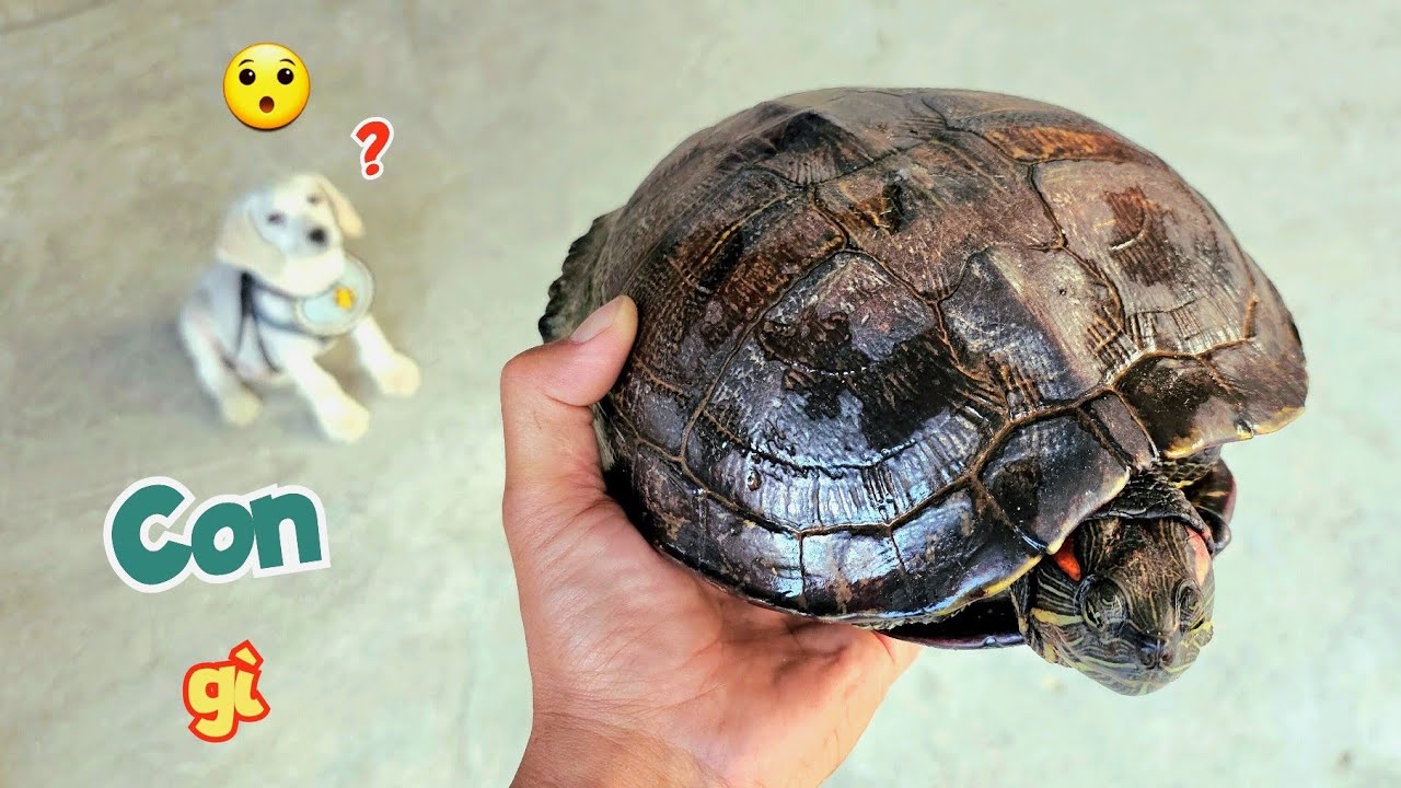 Đón Thêm Thành Viên Mới Rùa Tai Đỏ Siêu To Bán Thịt Ở Vệ Đường / Quế Nghịch