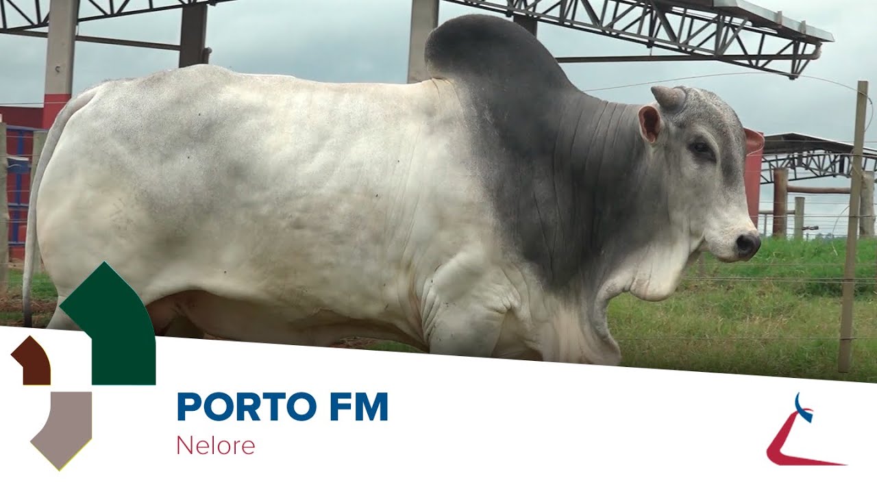 PORTO FM - Nelore