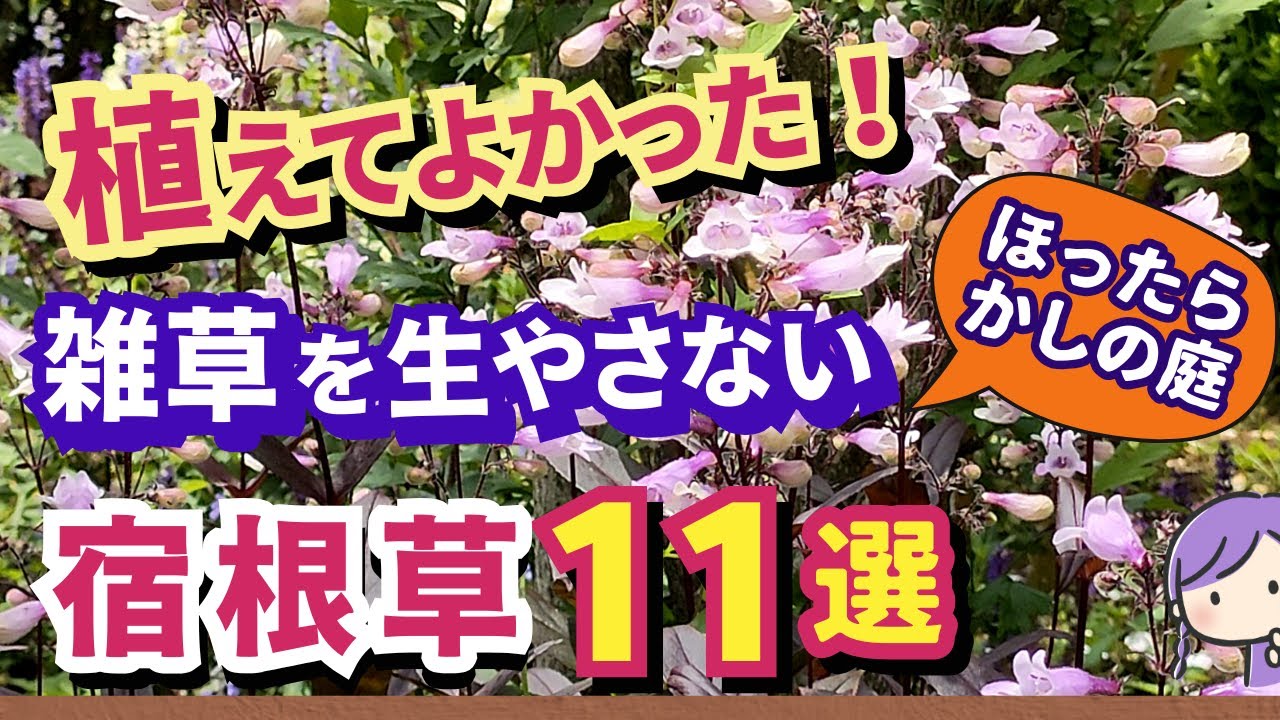 【ガーデニング】雑草が生えない！秋植えにおすすめの植えてよかった宿根草11選の紹介！ほったらかしの庭作りでらくに楽しむ！丈夫で植えっぱなしOK！gardening