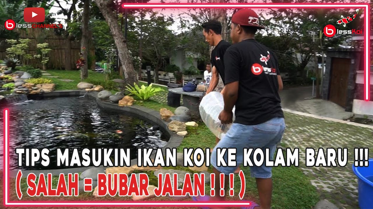 TIPS MASUKIN IKAN KOI KE KOLAM BARU❗❗❗( SALAH = BUBAR JALAN ❗❗❗)