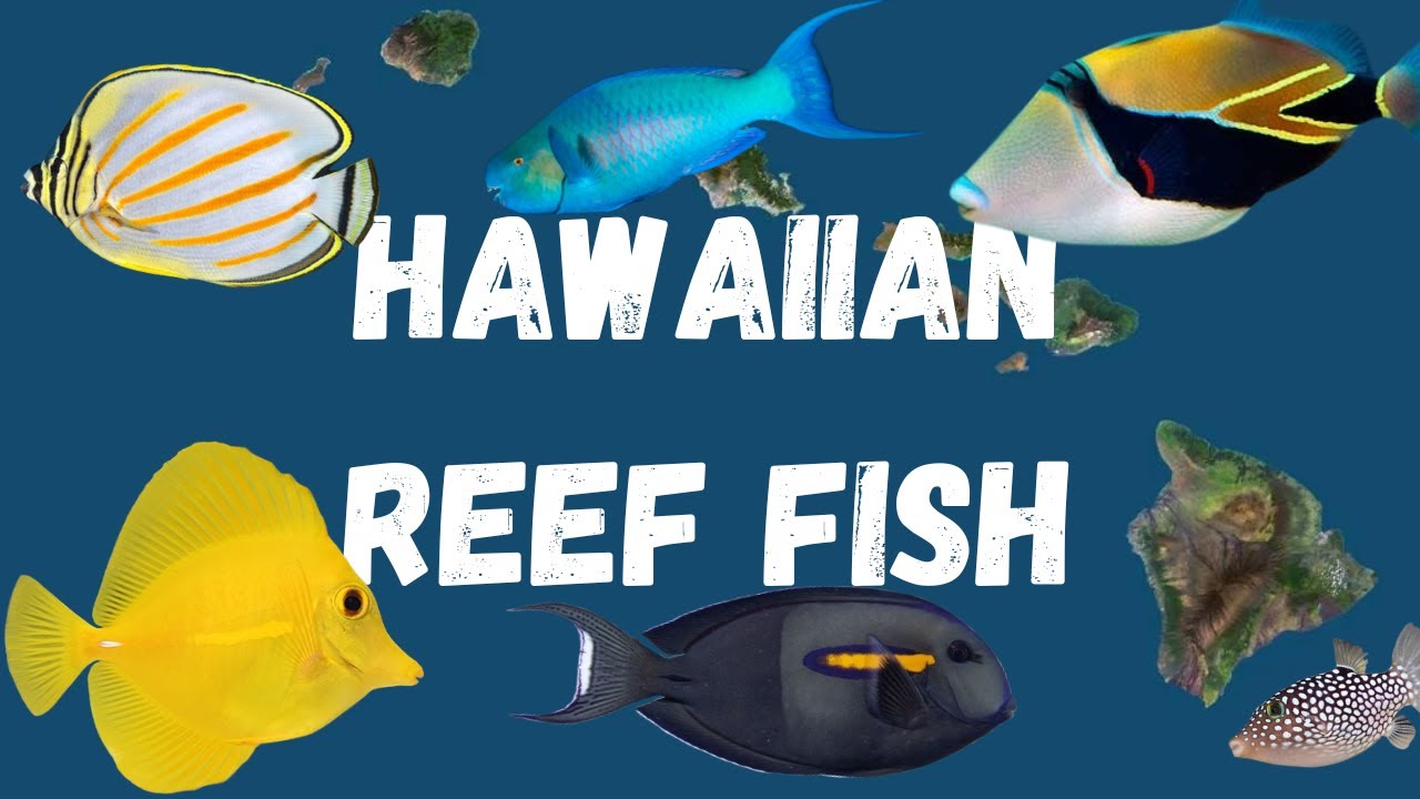 A Guide to Hawaiian Reef Fish
