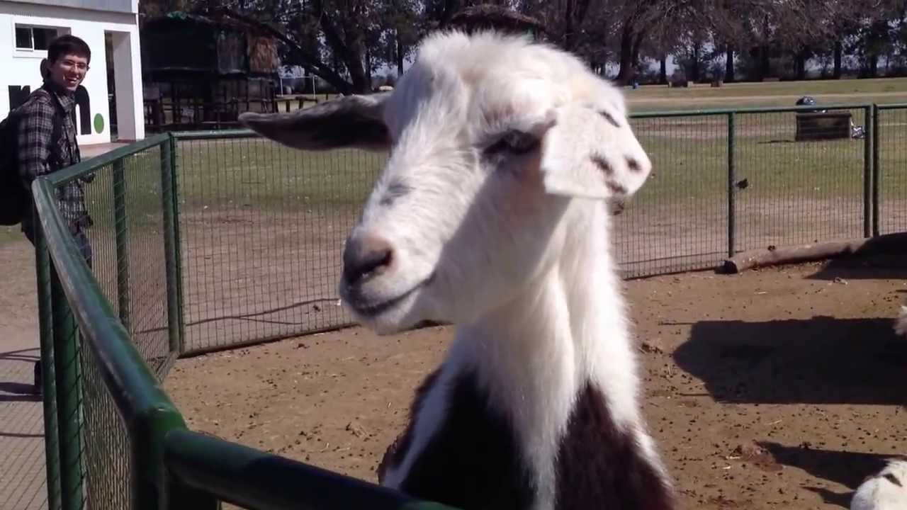 Screaming Goat