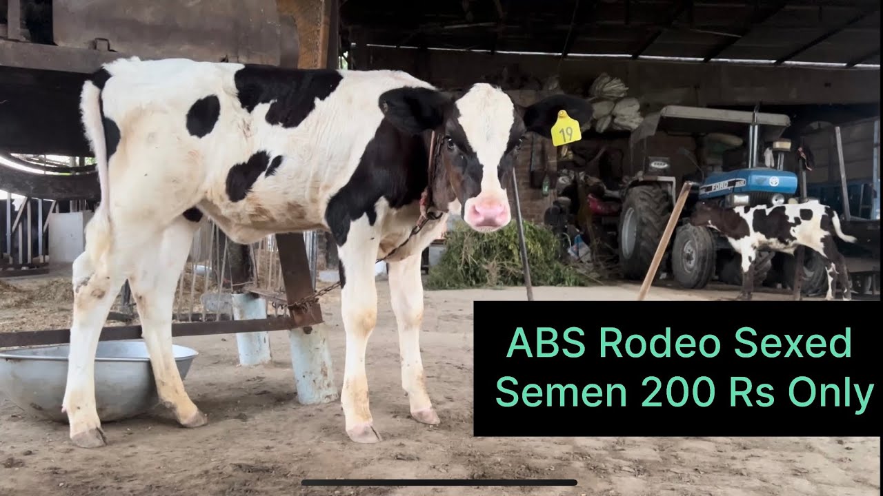 ABS Rodeo Sexed Semen ਕਿਵੇਂ 200 ਵਿੱਚ ਲੈ ਸਕਦੇ ਹਾਂ? Bassi Dairy Farm || Punjab