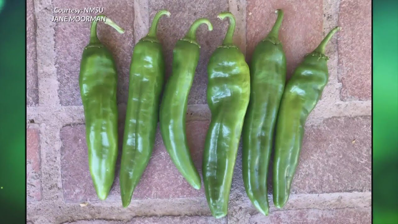 NMSU researchers introduce new line of green chile made for mechanical harvest