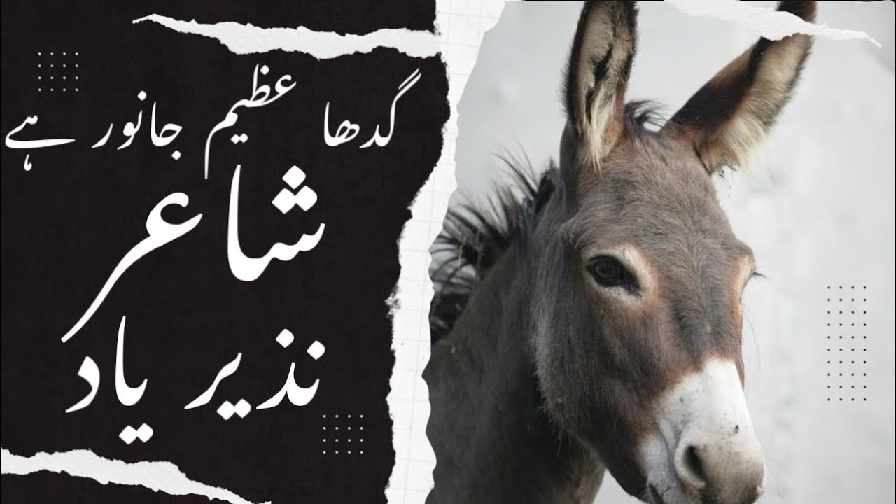 Donkey is a great animal | گدھا عظیم جانور ہے | شاعر نذیر یاد