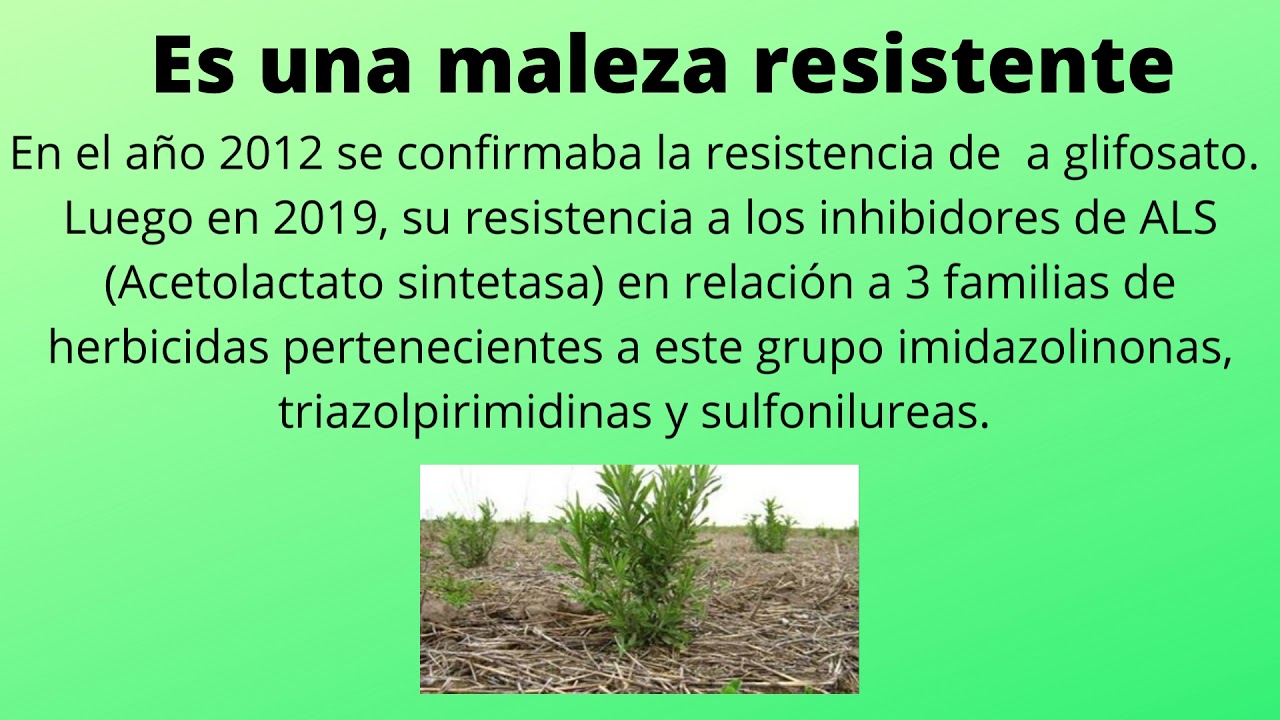 RAMA NEGRA (Conyza bonariensis)