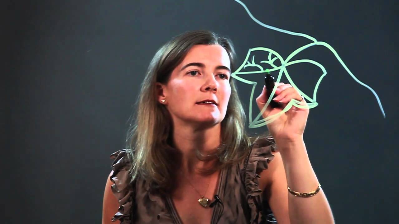 How to Draw an Ivy Leaf