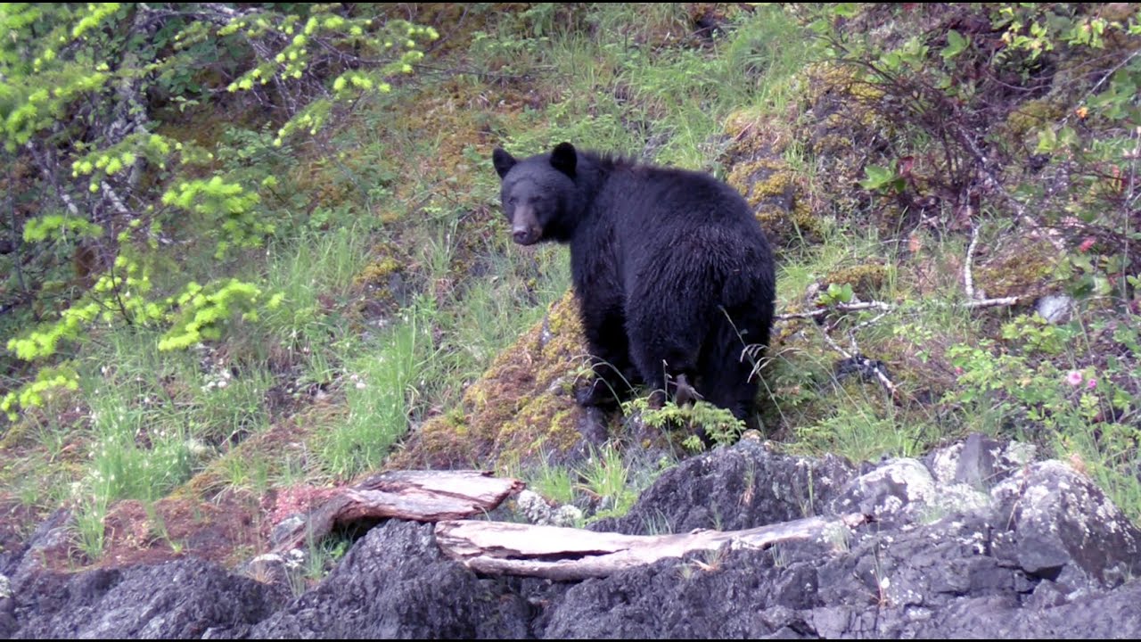 061 British Columbia... Campbell River - bears and waterfalls