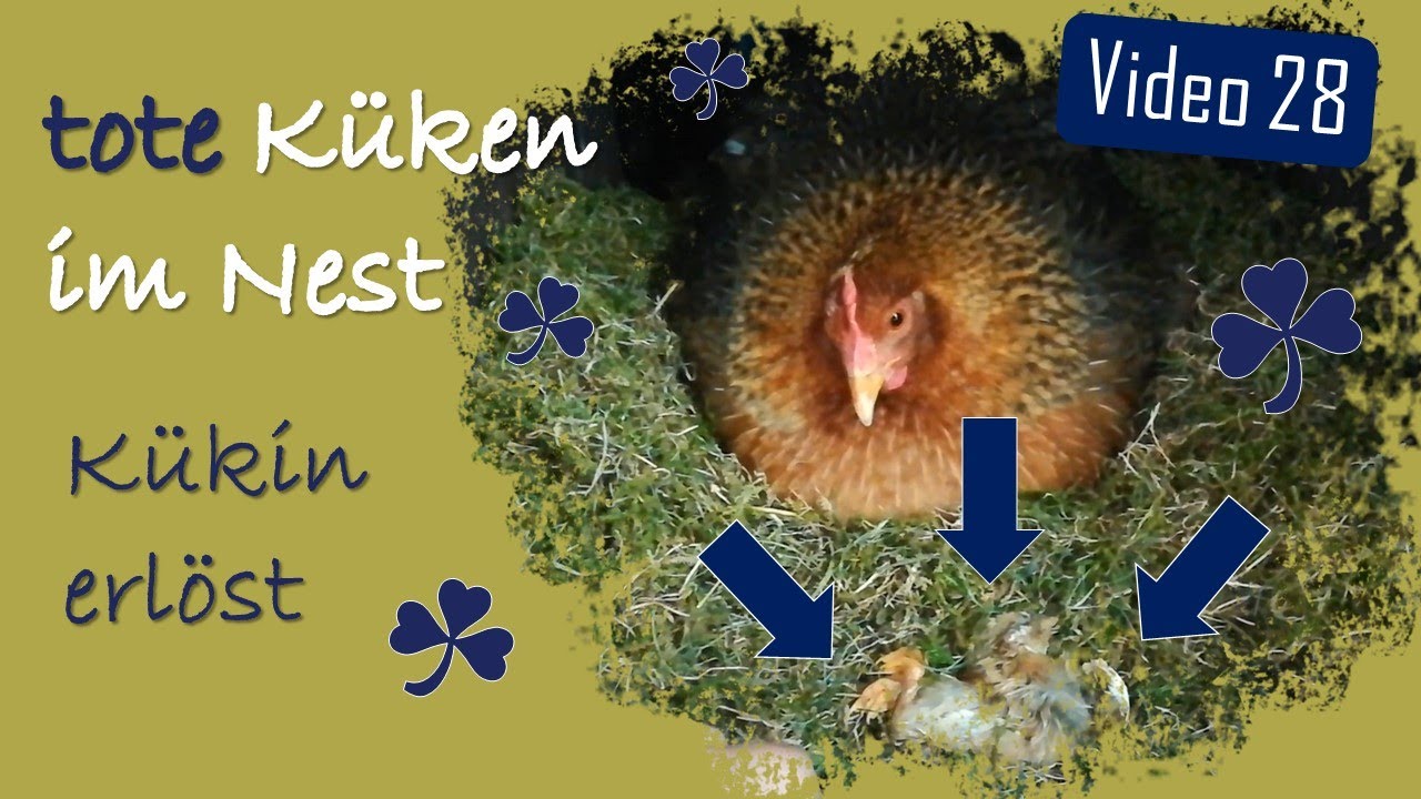Hühner 28  - tote Küken von Glucke & Krabbelviecher (Parasiten) im Nest?! & Kükin Bibi erlöst