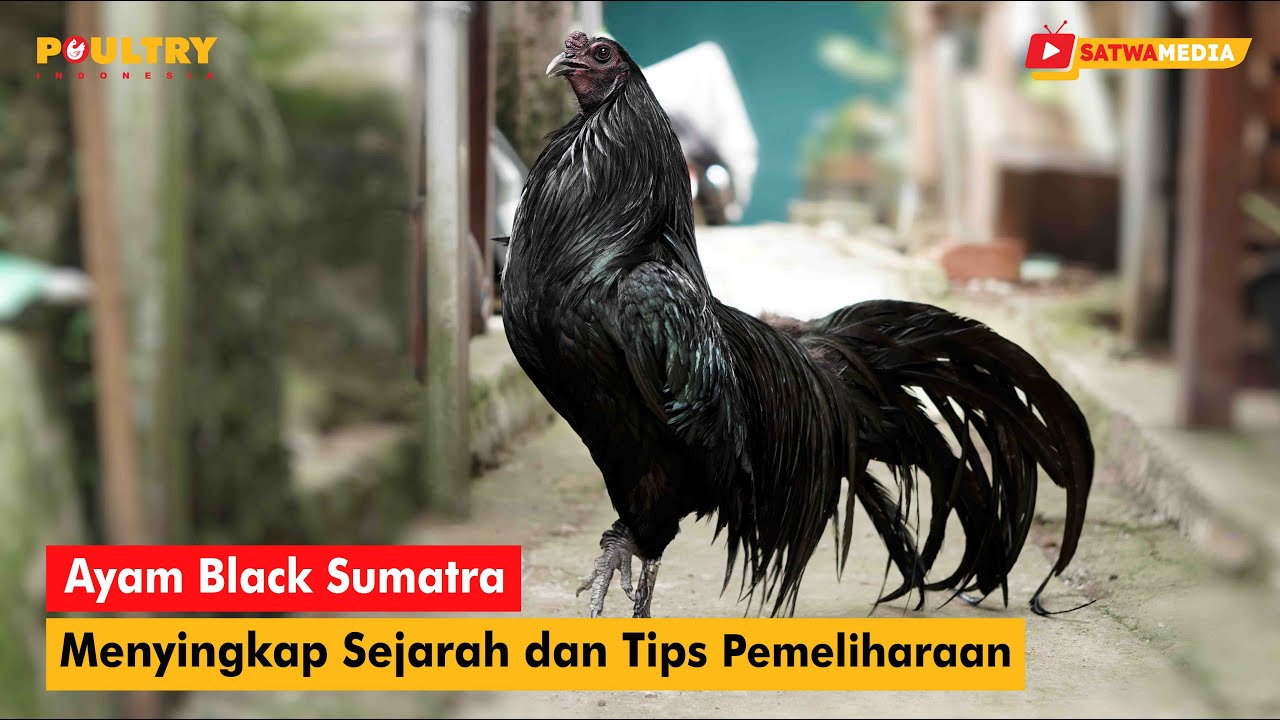 Menyingkap Sejarah dan Tips Pemeliharaan Ayam Black Sumatra