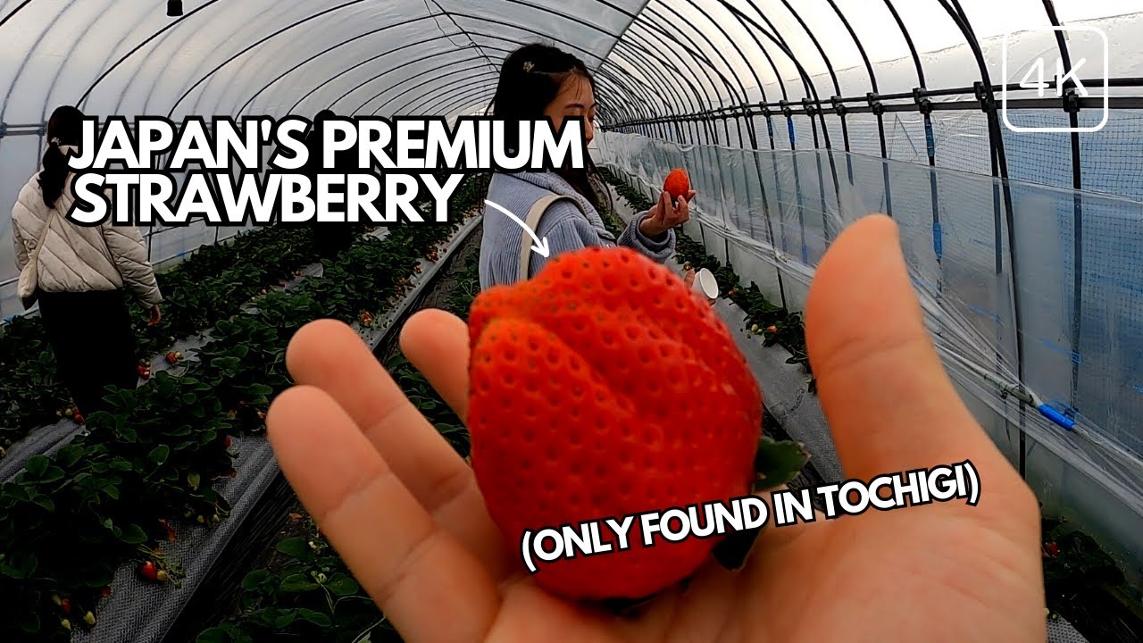 You Can Eat UNLIMITED Premium Strawberries Near Tokyo | Ichigo No Sato Skyberry Farm