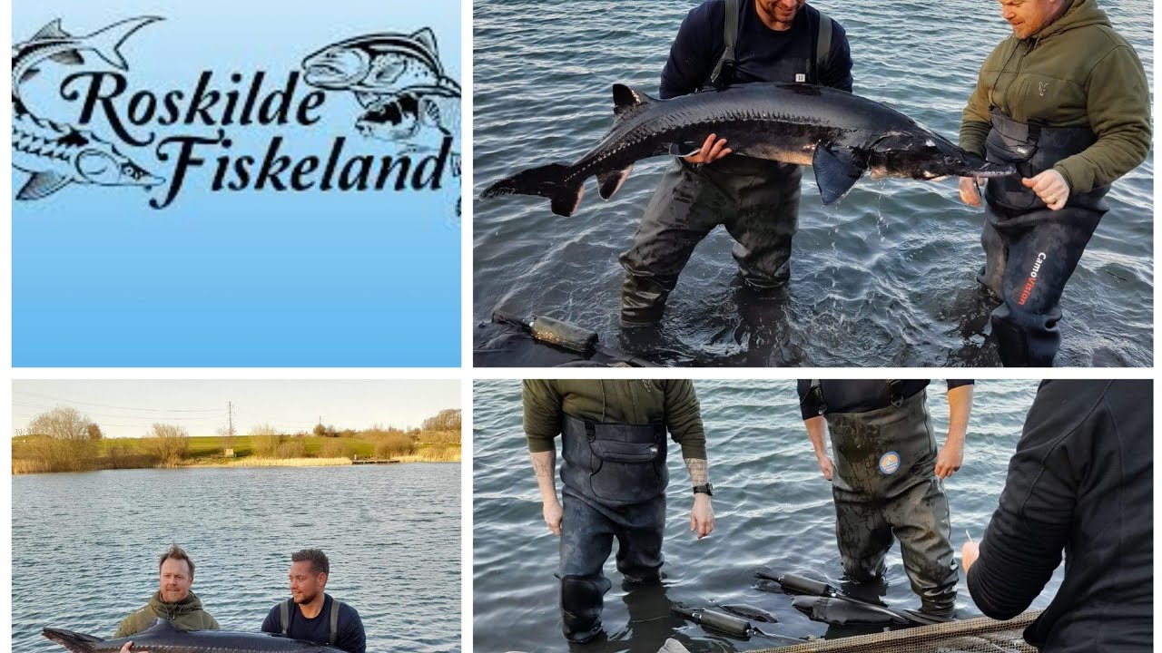 Stør udsætning i Roskilde fiskeland April 2021. (Sturgeon release in Roskilde fiskeland) MONSTERS!!!