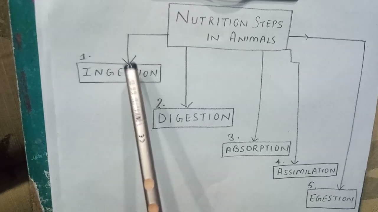 Nutrition in animals class7 quickmindmap