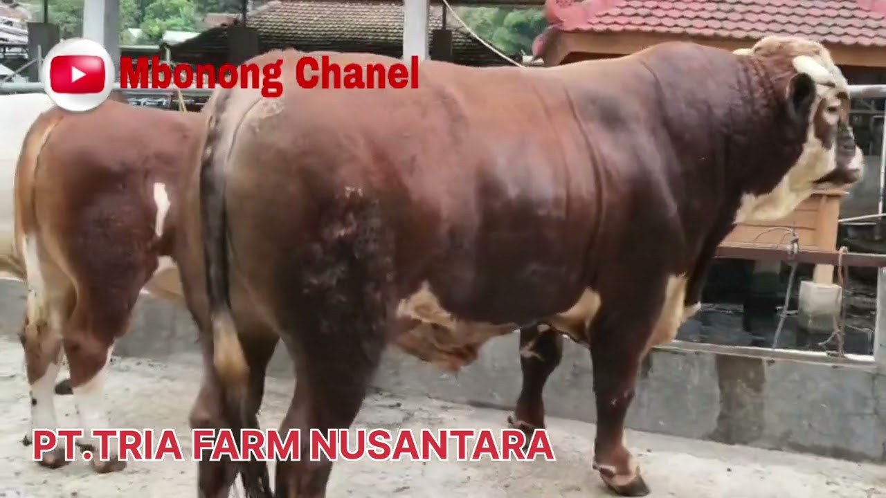 BELGIAN BLUE. DAN SAPI MONSTER LAINYA. DI PT.TRIA FARM NUSANTARA.