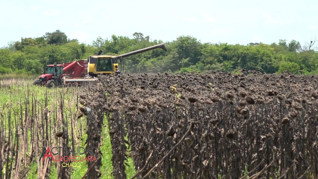 Cosecha de Ensayos de Híbridos de Girasol - NUFARM - Sáenz Peña Chaco.