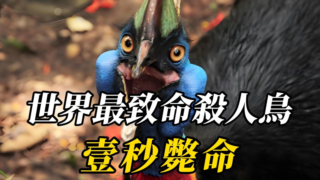全世界最致命的10種殺人鳥，第八名攻擊方式讓人毛骨悚然！第壹名比獅子還凶猛，其恐怖程度是人類的噩夢！#世界之最 #百科密码 #动物 #科普 #动物世界 #知识渊博