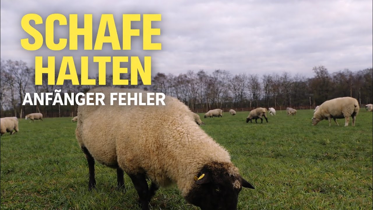 Erste Schritte zur eigenen Schafherde. Worauf läßt man sich ein.