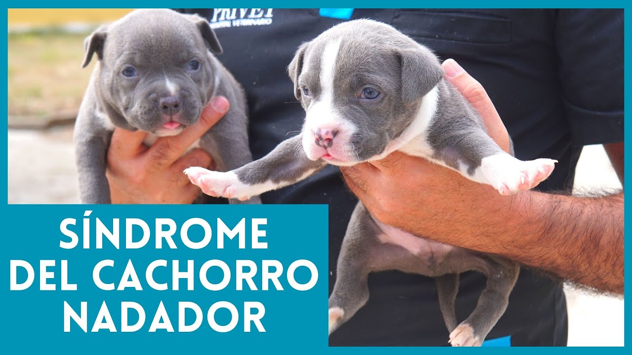 SÍNDROME DEL PERRO NADADOR 🐕🏊‍♂️