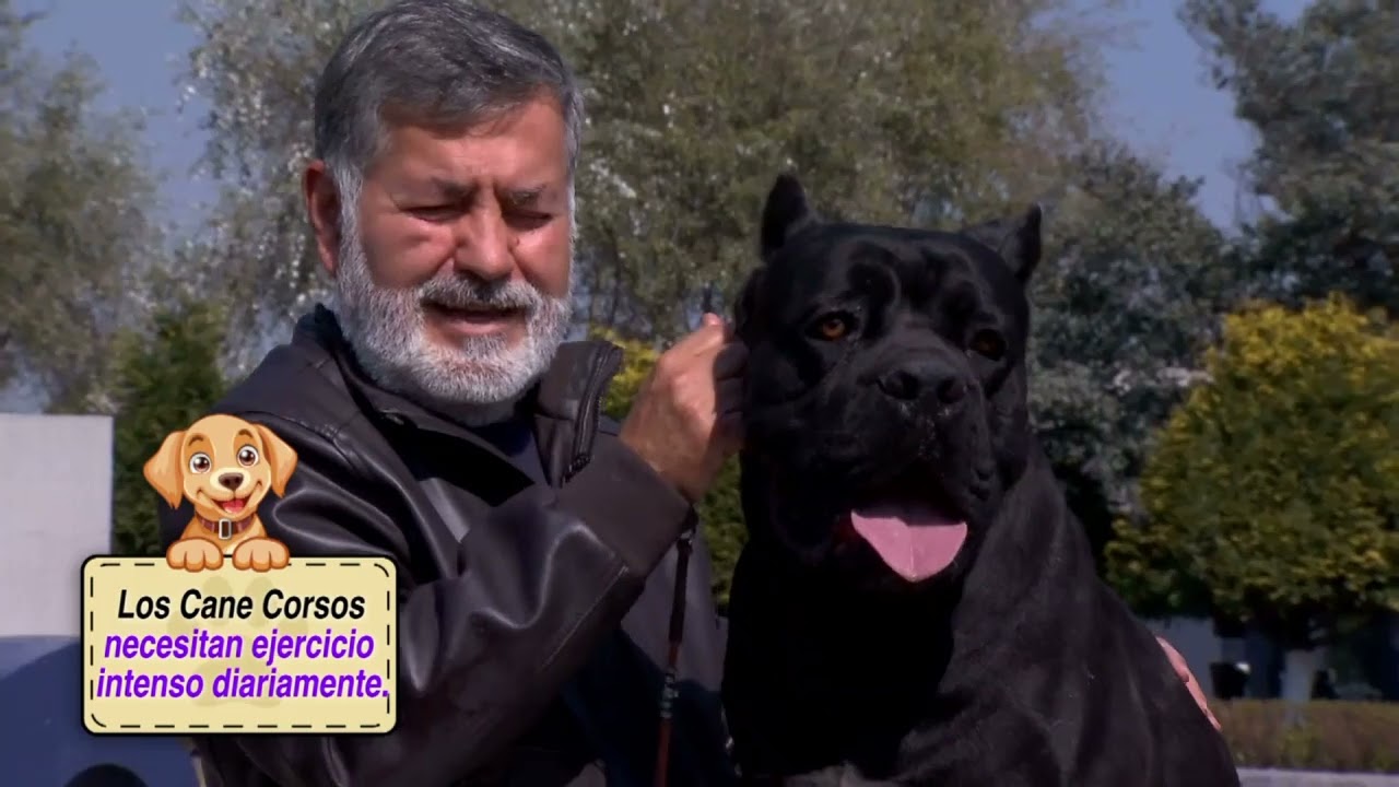 VOZ CANINA (05 MARZO 2025) | 🐶 CANE CORSO: El majestuoso guardián italiano 🇮🇹💪