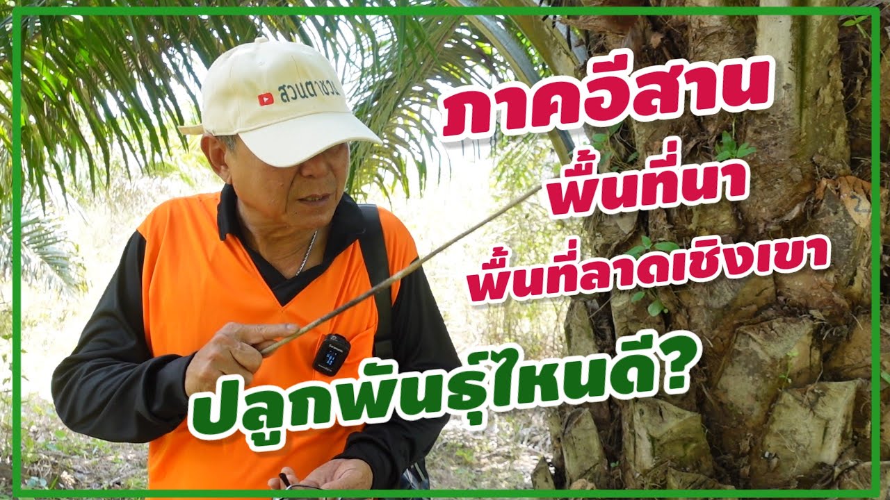 🌿 ภาคอีสานปลูกปาล์มพันธุ์ไหนดี? พื้นที่ลาดเชิงเขาพื้นที่นาปลูกปาล์มพันธุ์ไหนดี? [8เม.ย.67 :ตอนที่ 2]