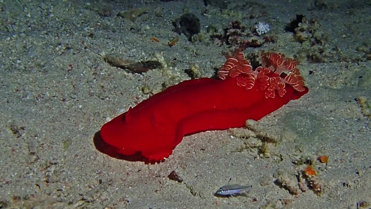 Night Dive at the House Reef of Rohanou Beach Resort with Wonderful Dive