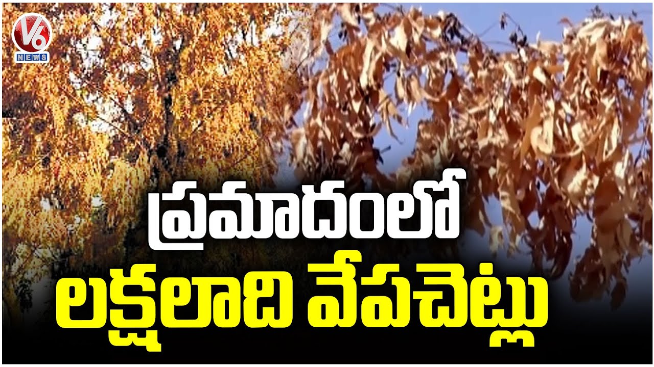 Dieback Disease Impacts Neem Trees in Nalgonda  | V6 News
