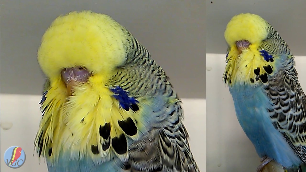 VGC Baby show, Vlaamse Grasparkieten Club 2017 |Budgie Planet| Budgie Shows