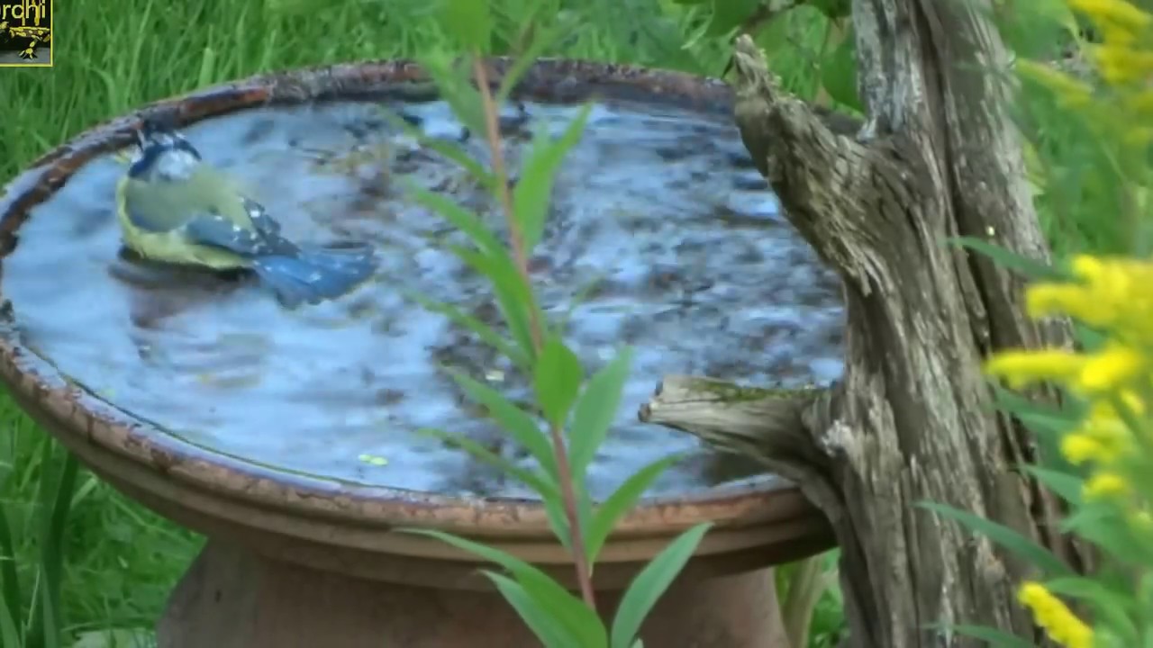 Vögel im Garten beim Baden am Kleinteich und an der Vogeltränke
