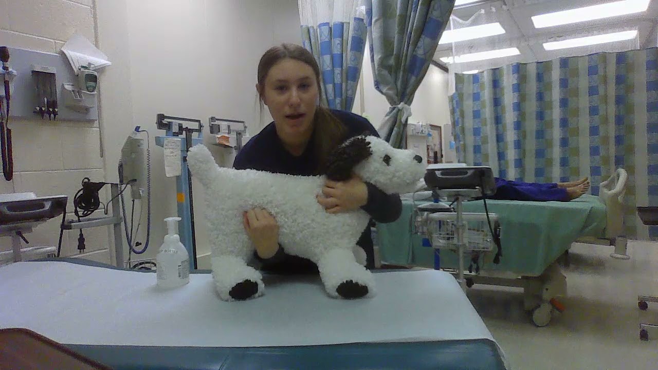 Lifting and Restraining a Dog HOSA Chloe Schuirmann Career Prep Center