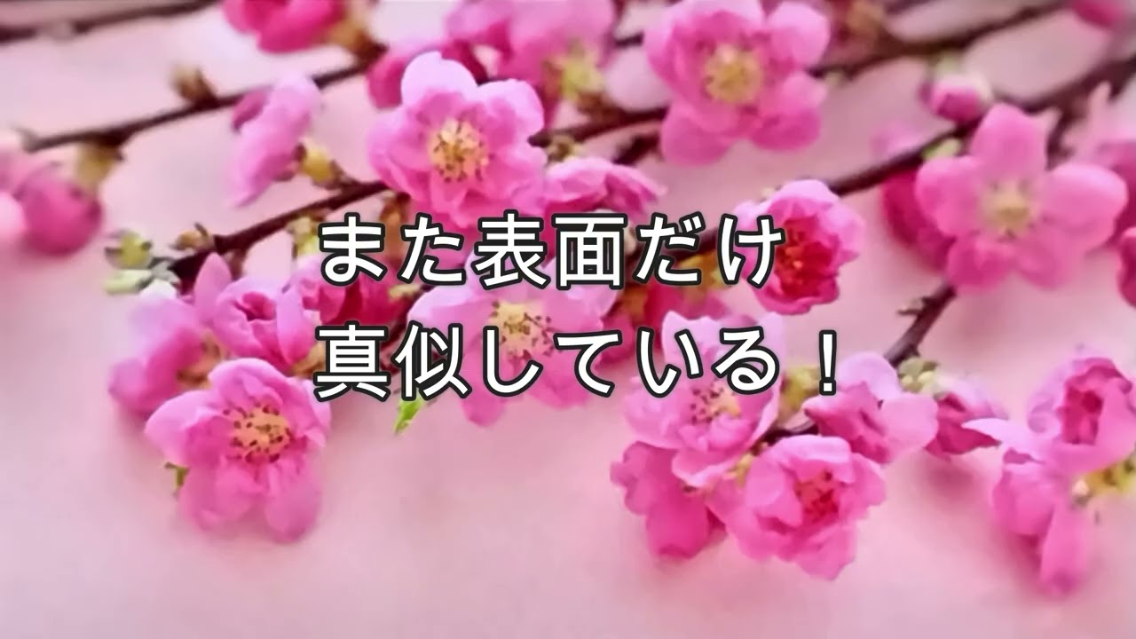 まちがいだらけのきこさん　花博のコメント
