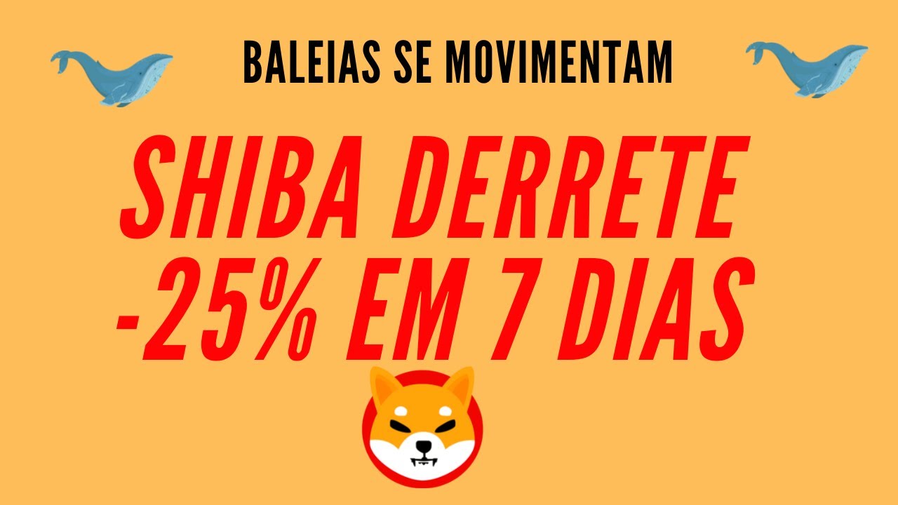 Shiba derrete  25% em 7 dias -  Baleias se movimentam