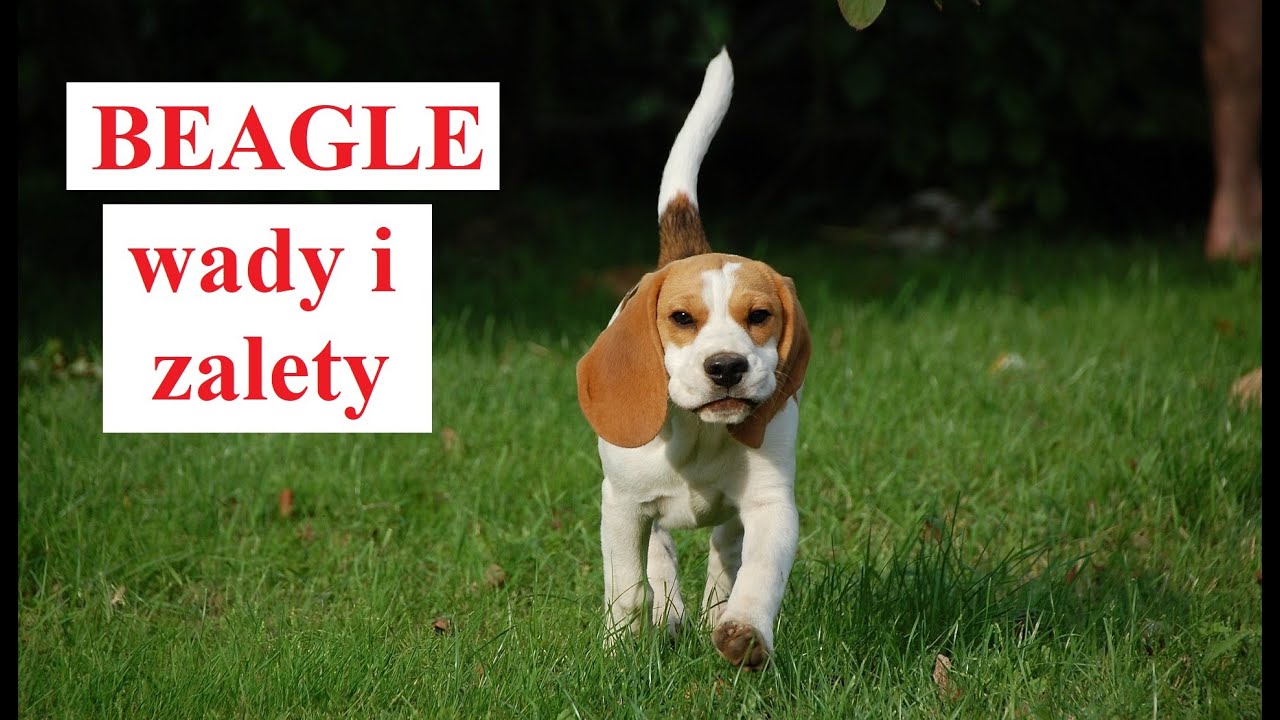 BEAGLE - Wady i Zalety
