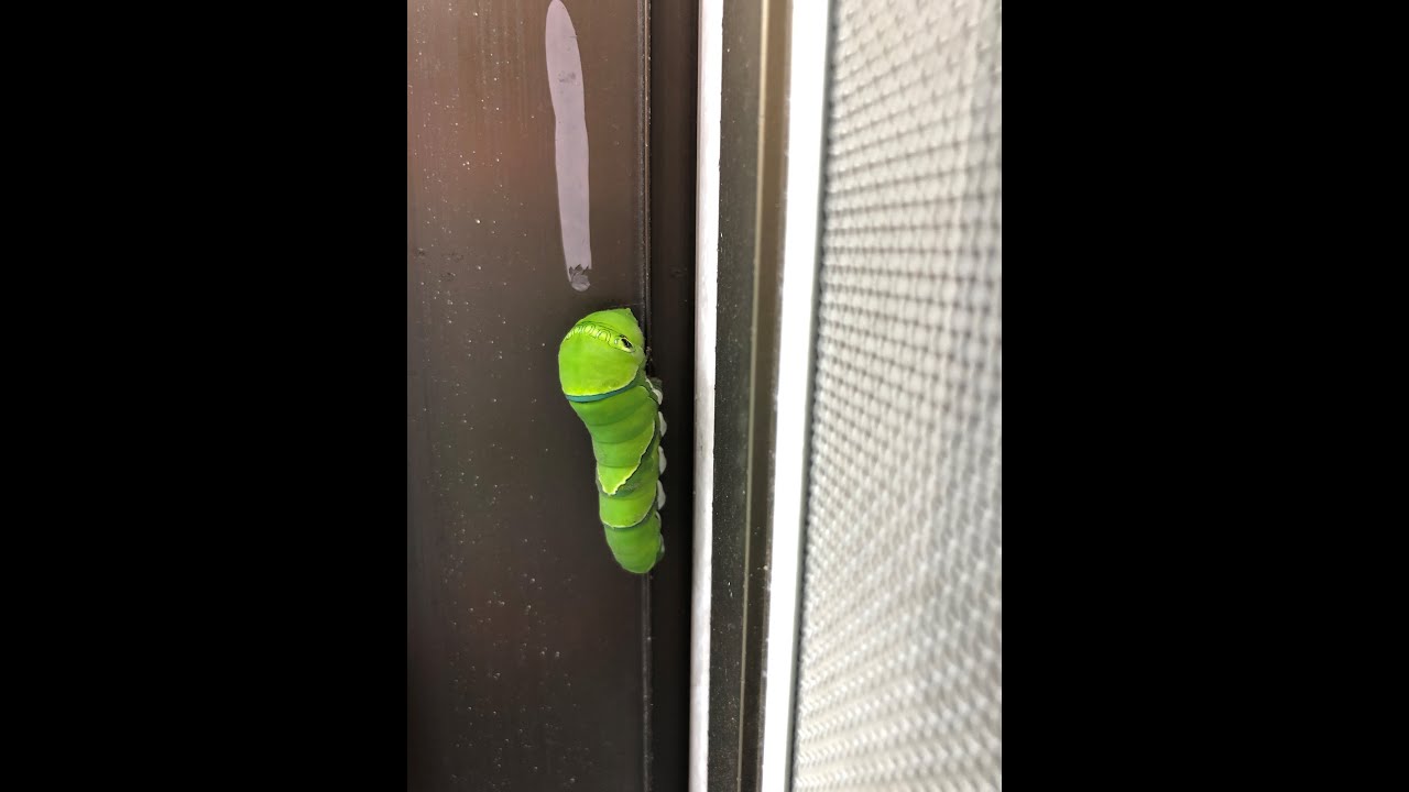 蝶になれなかったナミアゲハの幼虫&hellip;アオムシコバチの寄生&hellip;