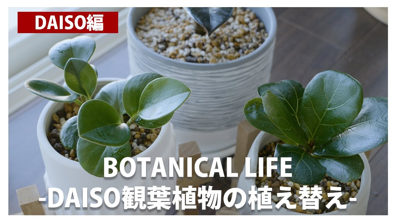 【100均】ダイソーで購入した観葉植物と植木鉢でオシャレに植え替え｜フィカスバーガンディ｜カシワバゴムノキ｜ペペロミア