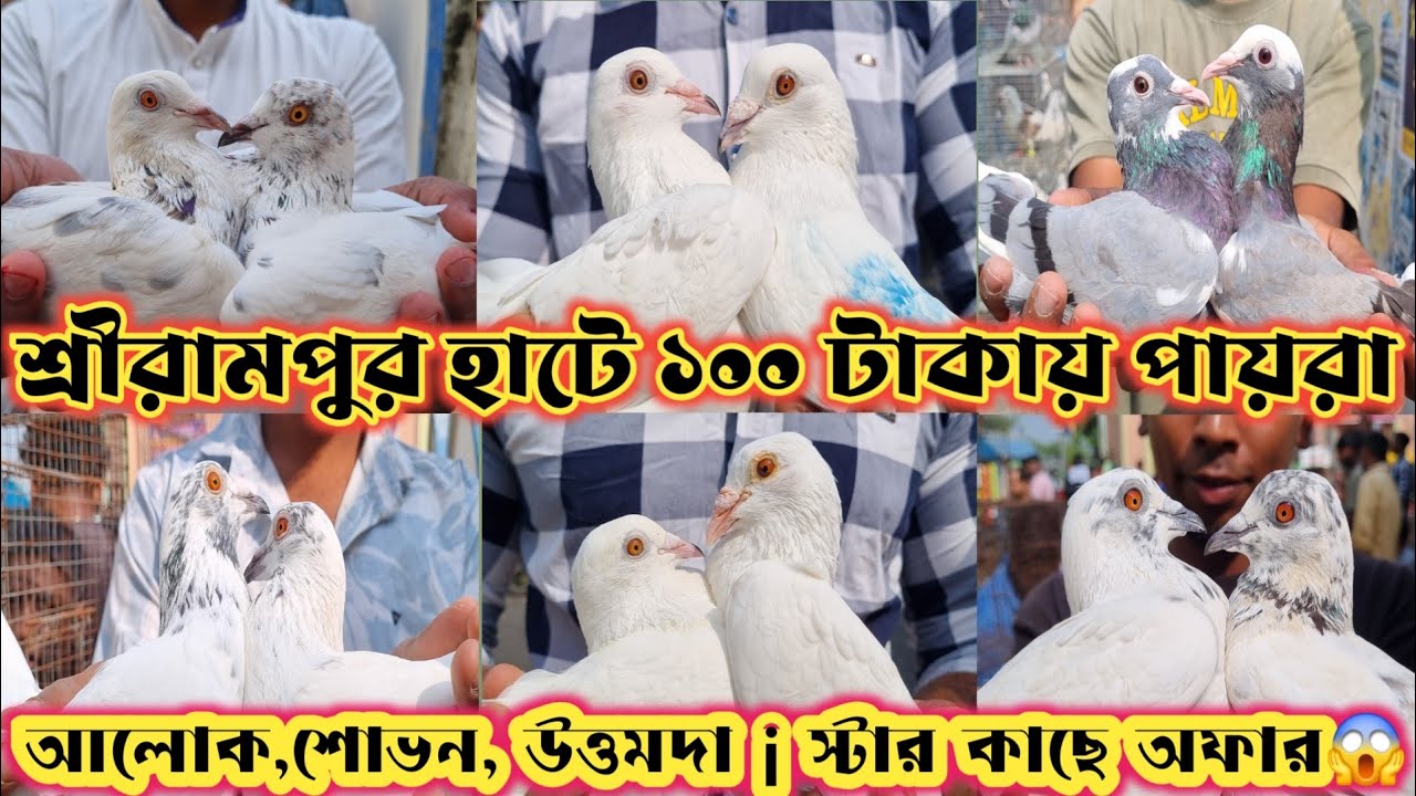 ১০০ টাকা থেকে শুরু পায়রা 😱 সুন্দর ফুলসিরা জোড়া _ শ্রীরামপুর হাটে 😱 SERAMPORE MARKET