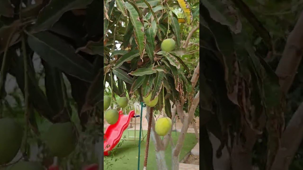 المانجو في الحديقة المنزلية