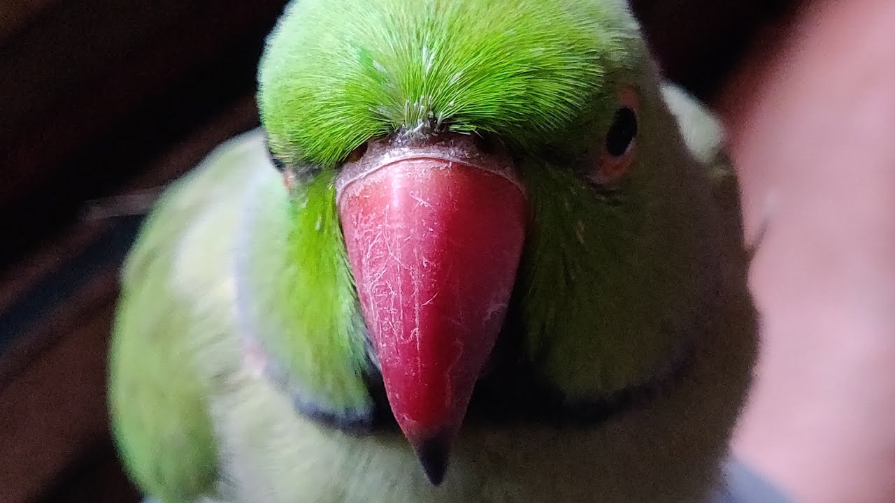 End of molting season now ready to talk🐥👉👍