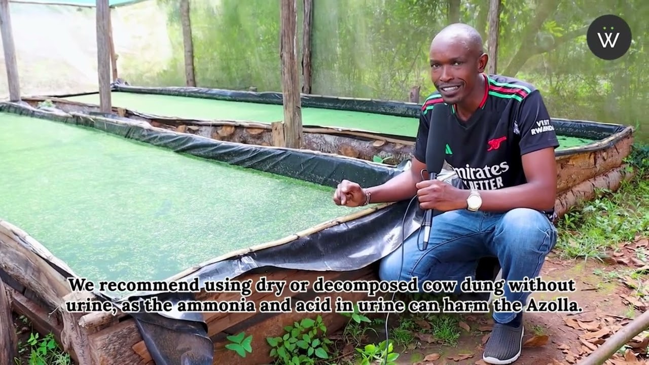 Azolla Farming in Kenya with Daniel M’inoti