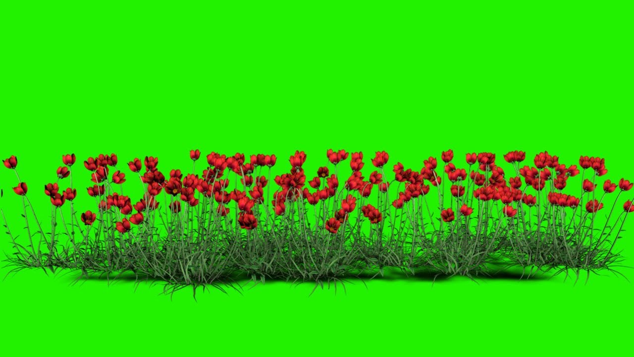 poppy flowers green screen video,coquelicot  green screen video