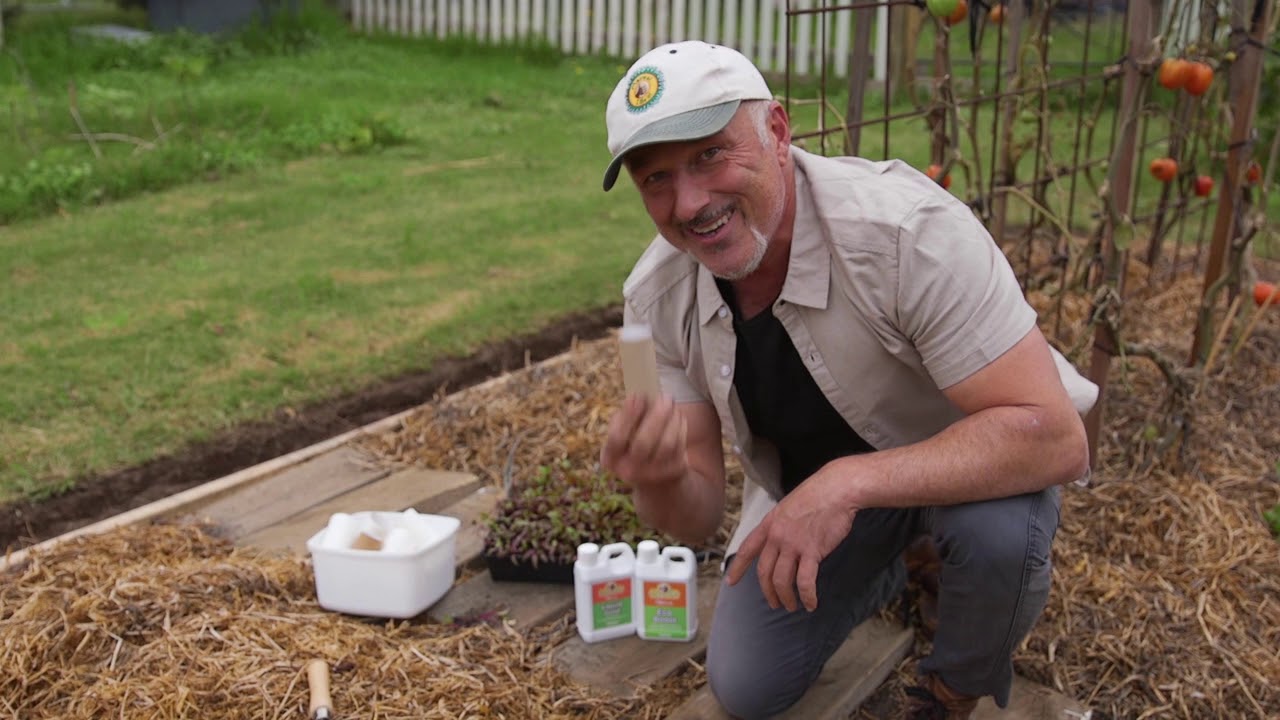 Planting your seedlings with toilet paper rolls