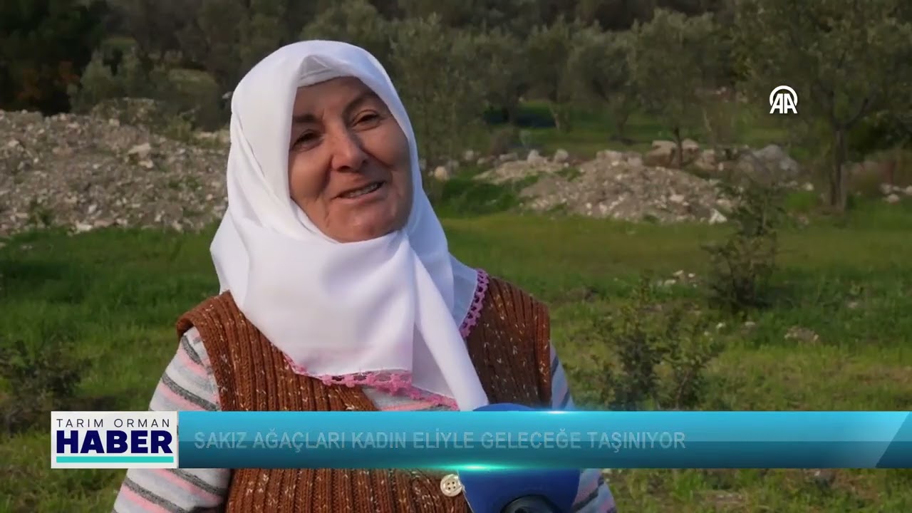 Sakız ağaçları kadın eliyle geleceğe taşınıyor